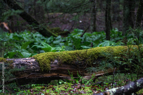 Canvas-taulu mossy forest log