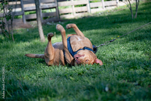 Dog rolling in grass