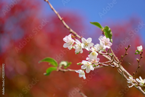 Obraz na plátně 紅葉を背景に開花した四季桜