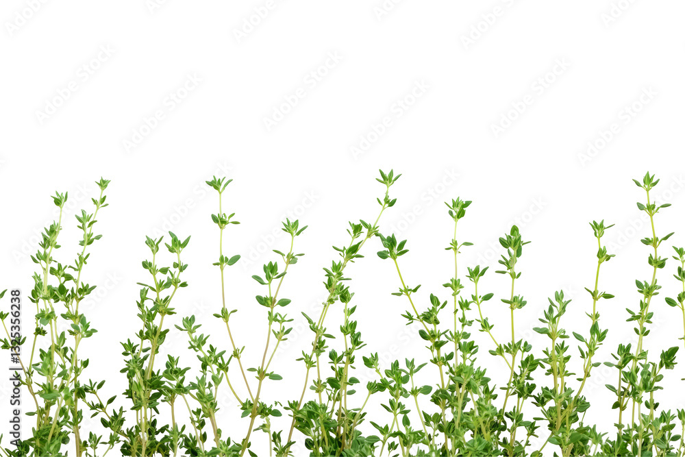 Thyme Herb On Transparent, Useful For Adding Text Or Other Design Elements Thyme Herb On Transparent, Useful For Adding Text Or Other Design Elements