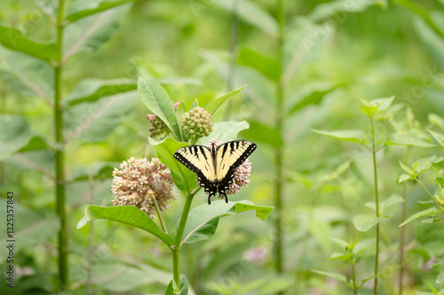Swallowtail in the milkweed