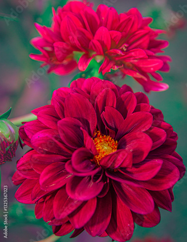 dahlias in red