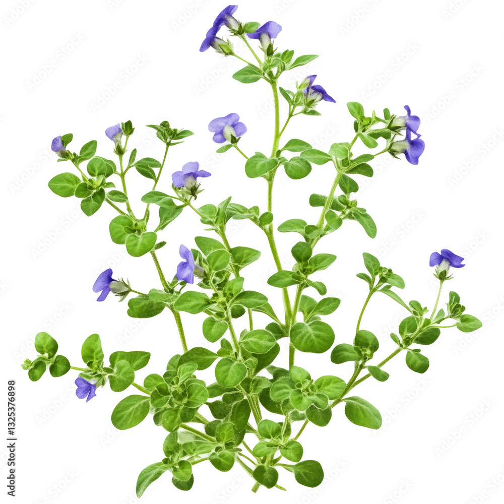 Wishbone Flower Or Torenia Fournieri On Transparent. Isolated Plant With Delicate Blue Flowers And Green Leaves Wishbone Flower Or Torenia Fournieri On Transparent. Isolated Plant With Delicate Blue Flowers And Green Leaves
