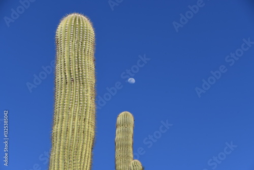 Cactus with moon