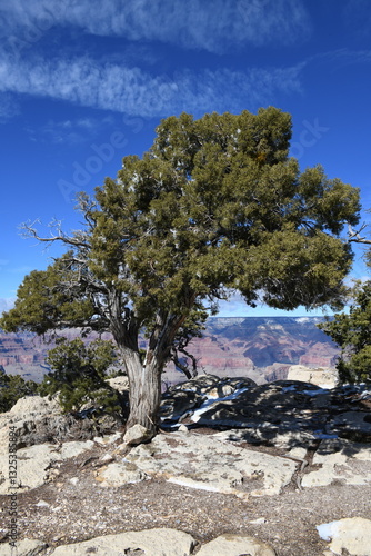 Pinyon Pine