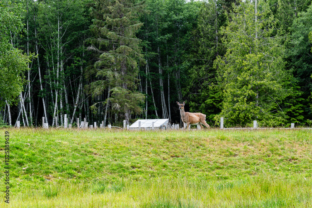 Fototapeta premium roe deer feeding in a field of green grass summer nature