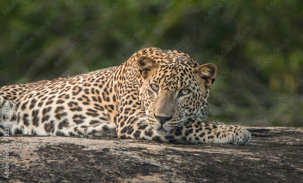 Sri Lankan Leopard in the Wild, Sri Lanka Sri Lankan Leopard in the Wild, Sri Lanka