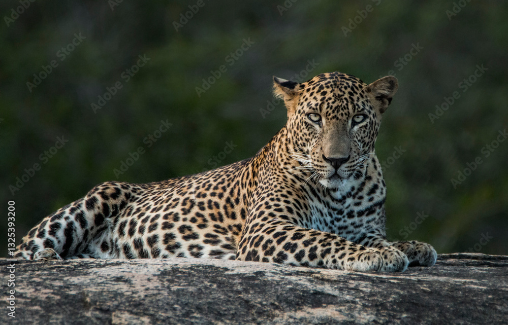 Obraz premium Sri Lankan Leopard in the Wild, Sri Lanka 