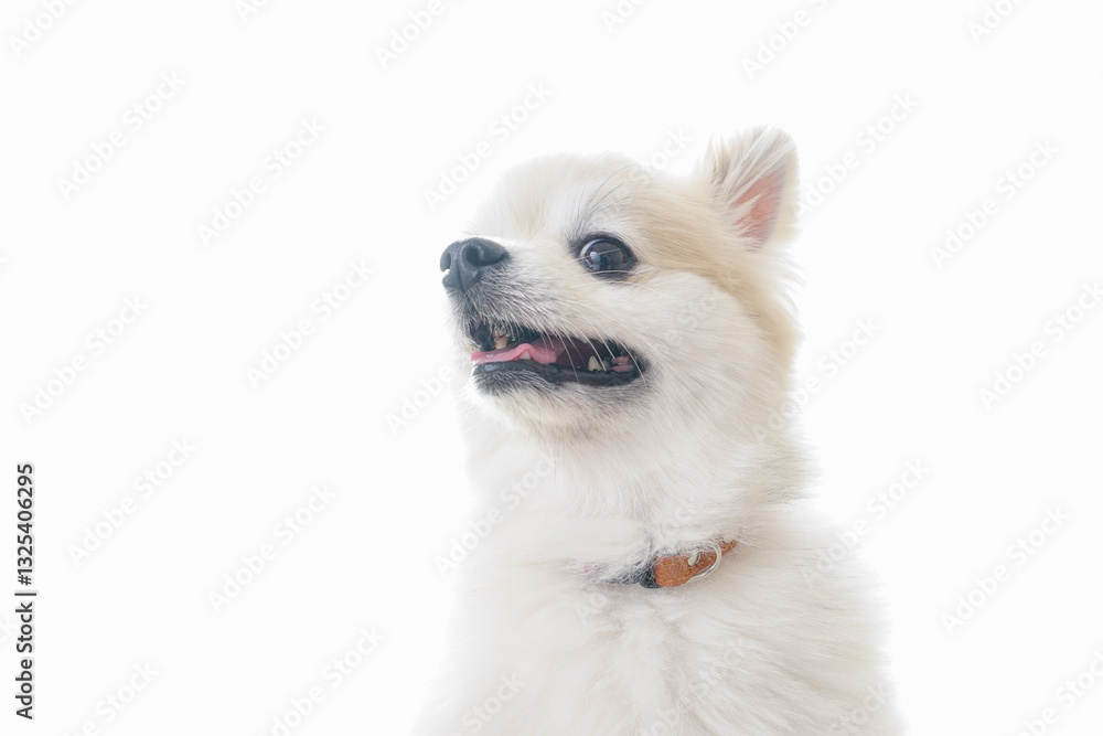 可愛い室内犬 可愛い室内犬