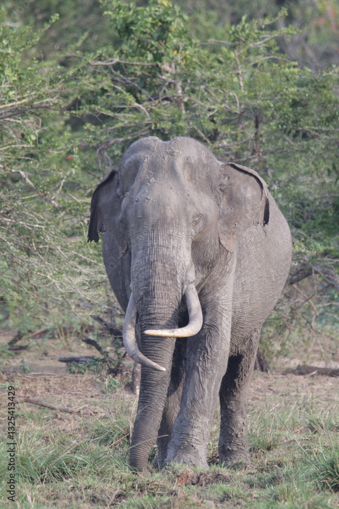 Sri Lankan Elephants in the Wild Sri Lankan Elephants in the Wild