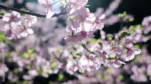 Wallpaper Mural 春　風に揺れるピンクの桜の花　河津さくら　照り付ける太陽の日差しを受けてキラキラ輝く花びら　淡い色の花と青空　季節・入学・入社・新生活の背景 59.94ｐ Torontodigital.ca