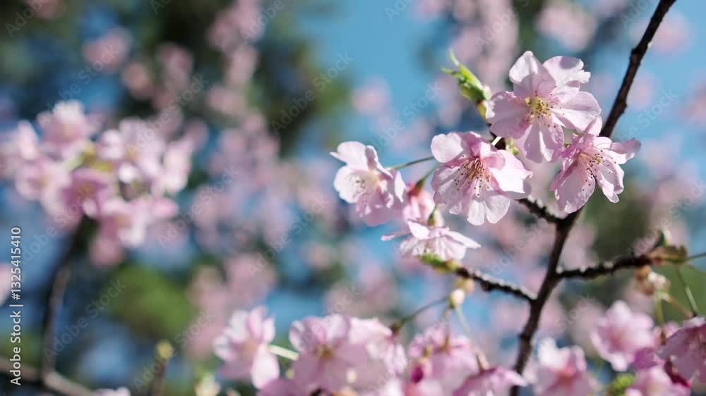 春 風に揺れるピンクの桜の花 河津さくら 照り付ける太陽の日差しを受けてキラキラ輝く花びら 淡い色の花と青空 季節・入学・入社・新生活の背景 59.94p 春 風に揺れるピンクの桜の花 河津さくら 照り付ける太陽の日差しを受けてキラキラ輝く花びら 淡い色の花と青空 季節・入学・入社・新生活の背景 59.94p