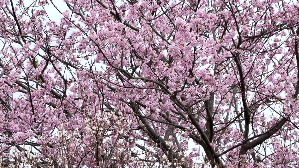桜の中を飛び回るヒヨドリ「スローモーション」 桜の中を飛び回るヒヨドリ「スローモーション」