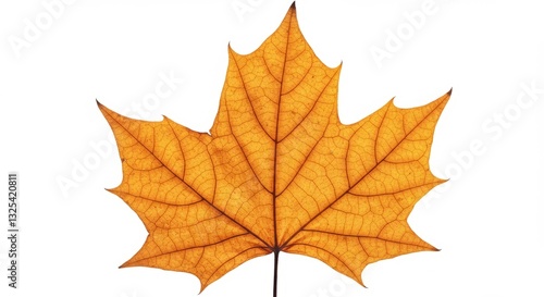 Wallpaper Mural Autumn maple leaf with vibrant colors isolated on a white background Torontodigital.ca