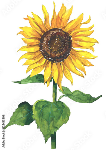 sunflower isolated on white