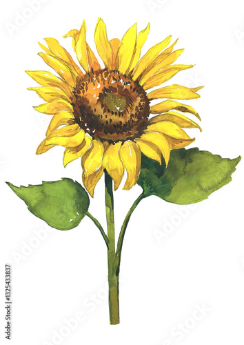 sunflower isolated on white