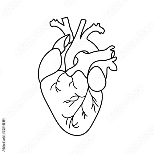 Anatomical heart vector design outlines