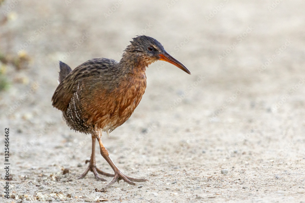 Endangered Ridgway’s Rail
