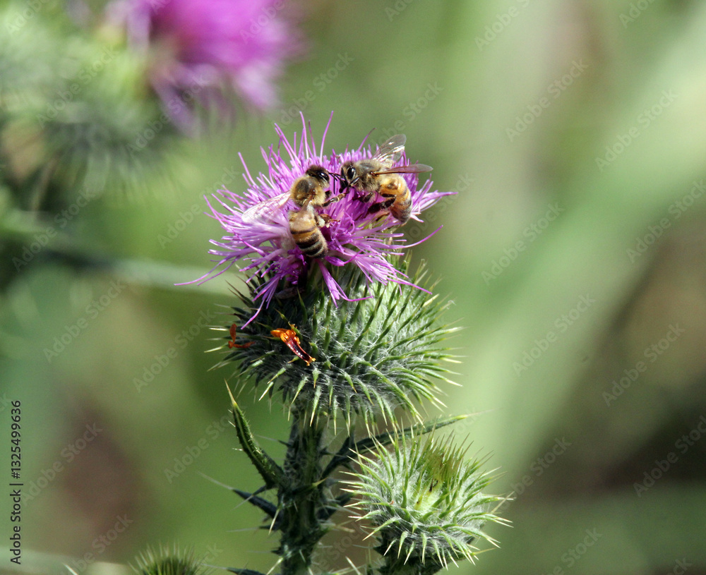 Bees sitting on a purple scotch thistle (onopordum acanthium) flower against a green background