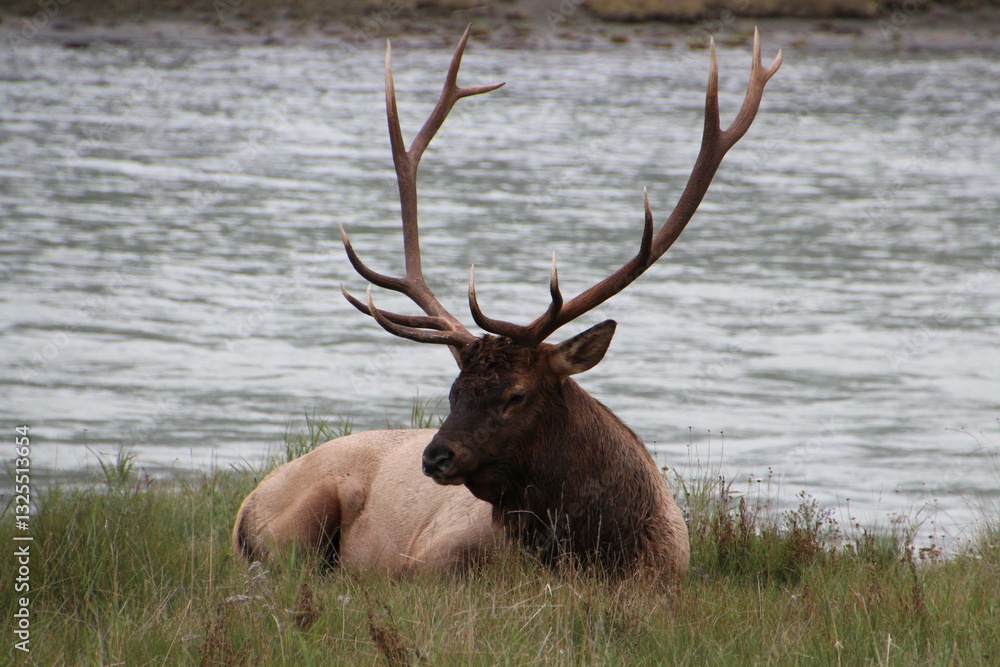 Elk Resting By The River, Jasper National Park, Alberta Elk Resting By The River, Jasper National Park, Alberta