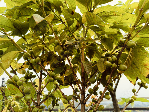 Green Coffee Beans On A Branch