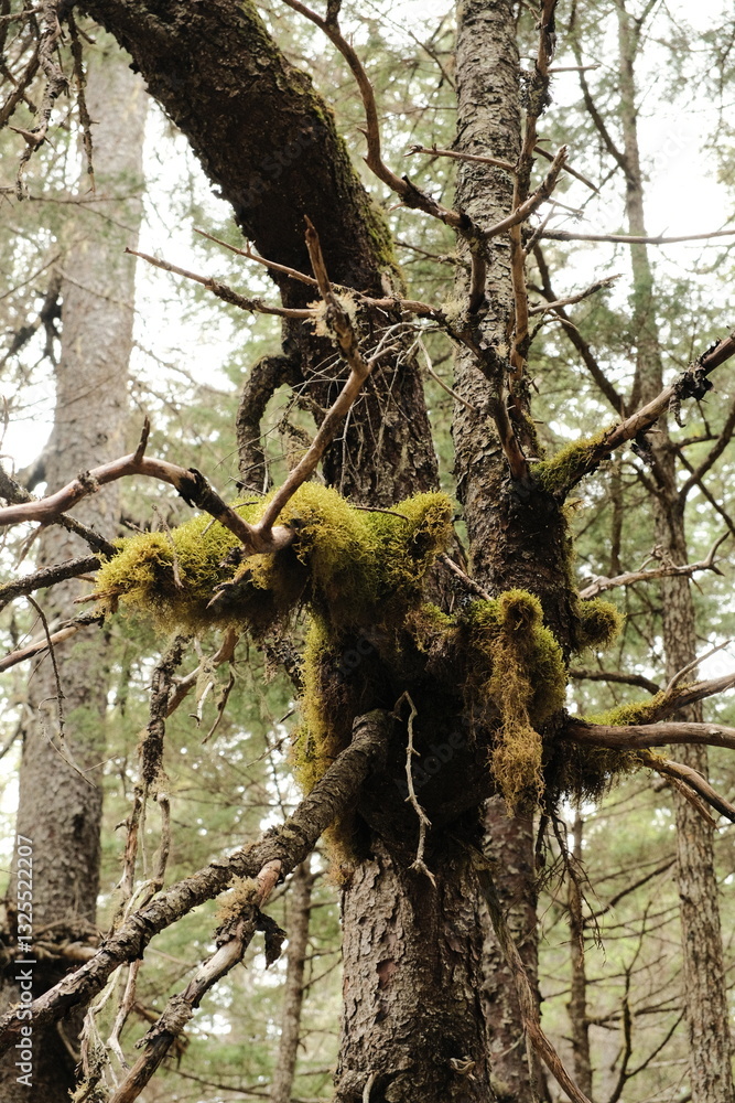 Obraz premium Fluffy soft green moss dangling from and on trees in dense spruce forest Lost Lake Trail in Chugach National Forest Alaska