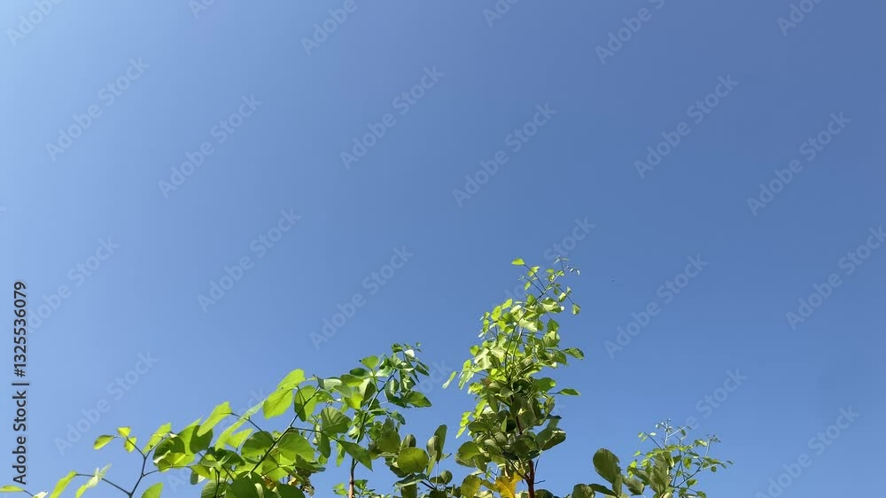 Low angle shot view of green leaves on branches moving in the wind against a clear sky background. concept conveys life force, encouragement, and the meaning of life. Low angle shot view of green leaves on branches moving in the wind against a clear sky background. concept conveys life force, encouragement, and the meaning of life.
