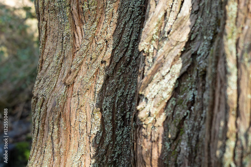 tree bark background