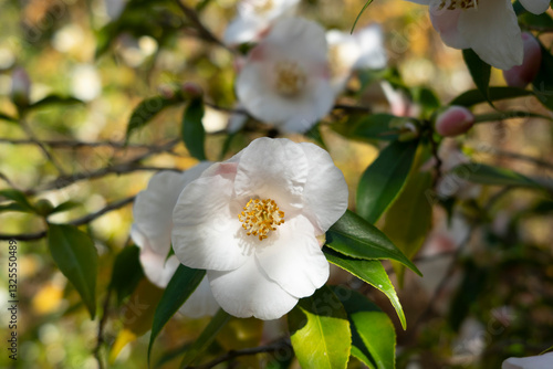 apple tree blossom