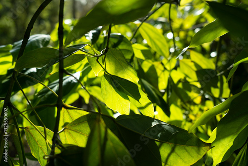 green leaves in the sun