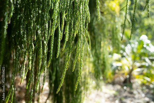 green leaves in the forest