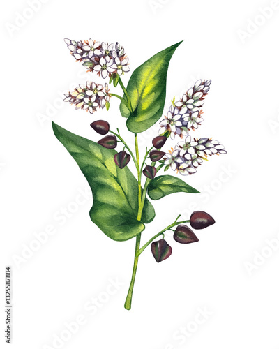 Buckwheat plant watercolor hand drawn. Buckwheat set cereal roasted with leaves, flowers. Process of sowing field buckwheat plant