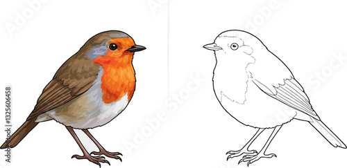 Robin Birds Illustration: This image shows a vivid illustration of a robin bird with orange chest and also the line drawing.