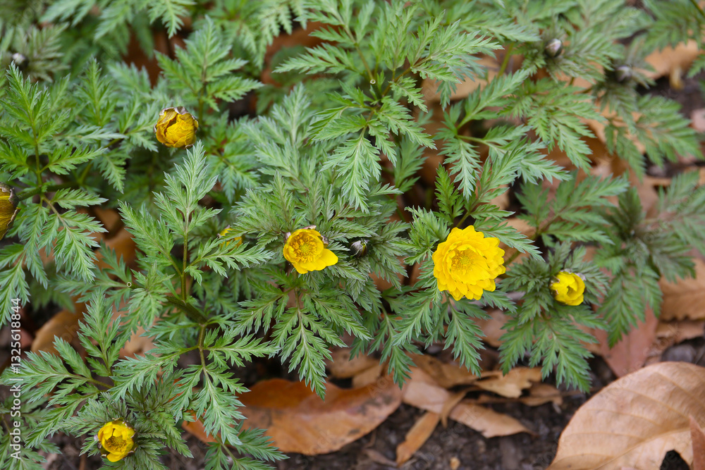 close up botanical background of blooming adonis close up botanical background of blooming adonis