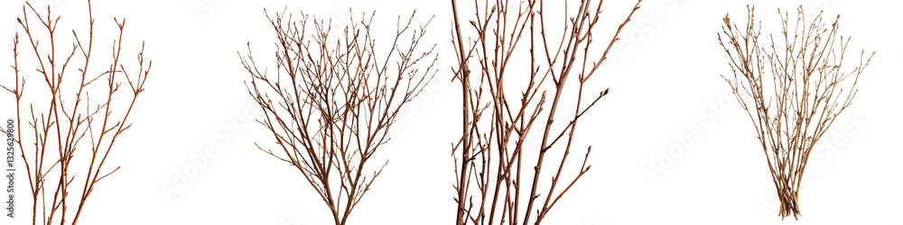 Bare weathered tree branches and twigs forming silhouettes and textured patterns against a plain background  Minimalist natural design elements for nature inspired backgrounds graphic designs