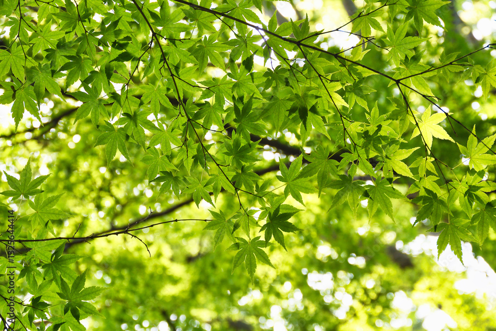 本土寺 美しい青もみじ 背景素材 コピースペースあり(日本千葉県松戸市) Hondo-ji Temple(Hondoji Temple): Beautiful green maple leaves, background material with copy space (Matsudo City, Chiba Prefecture, Japan) 本土寺 美しい青もみじ 背景素材 コピースペースあり(日本千葉県松戸市) Hondo-ji Temple(Hondoji Temple): Beautiful green maple leaves, background material with copy space (Matsudo City, Chiba Prefecture, Japan)
