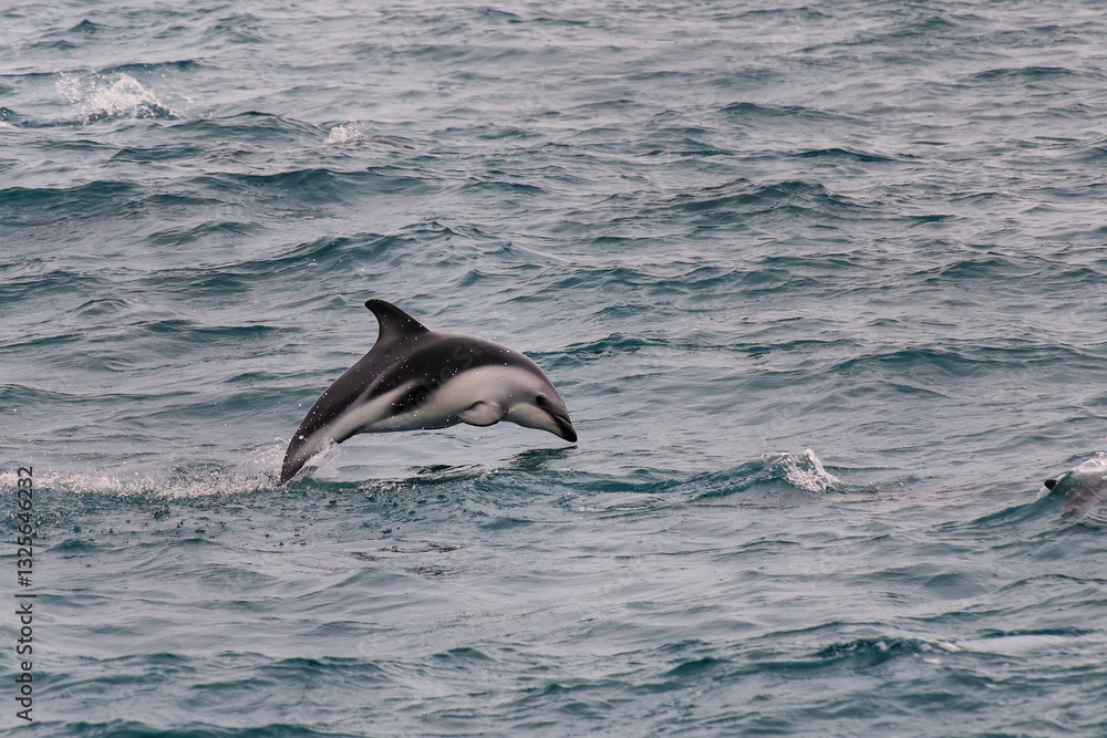 Naklejka premium Dusky dolphin leaing out of the water