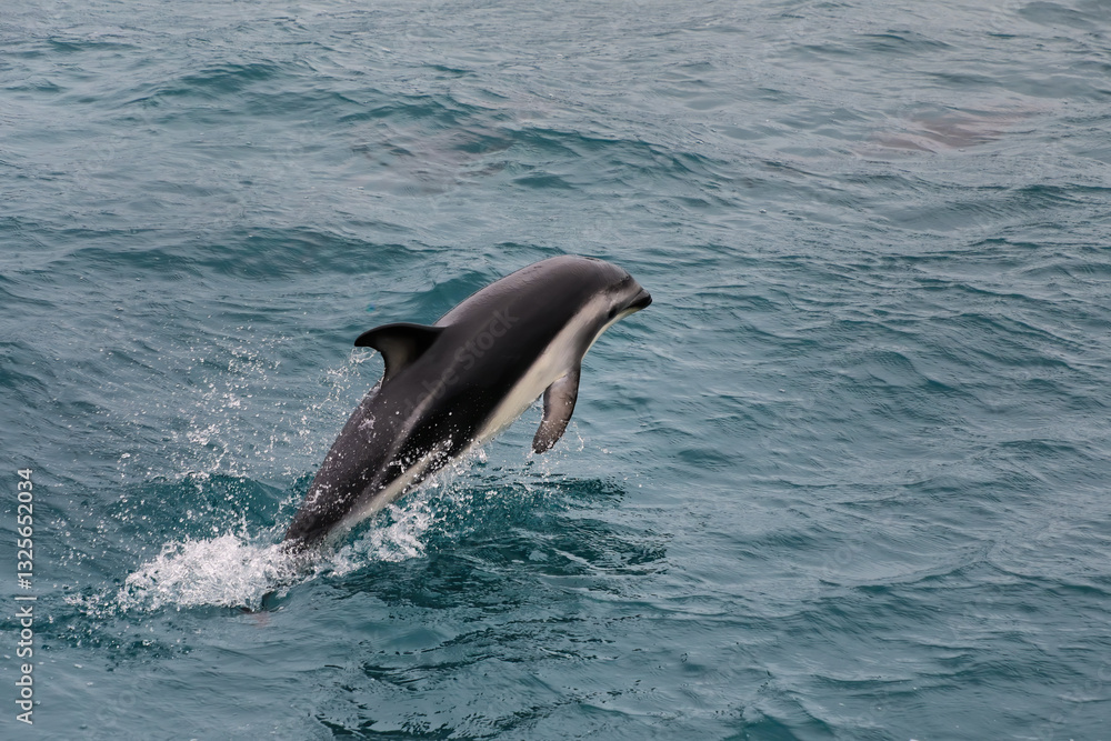Naklejka premium Dusky dolphin swimming off the coast of Kaikoura, New Zealand