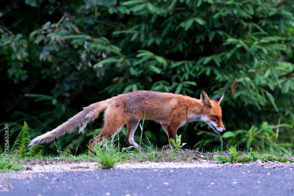 Fototapeta premium Fox