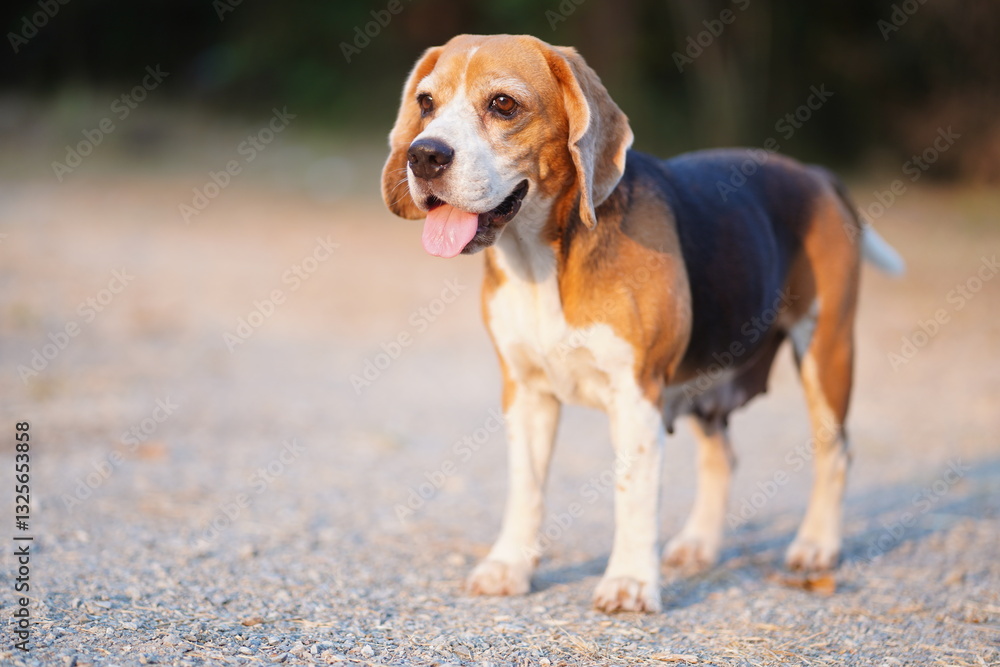 Friendly Beagle Dog Enjoying the Outdoors in a Natural Setting Friendly Beagle Dog Enjoying the Outdoors in a Natural Setting