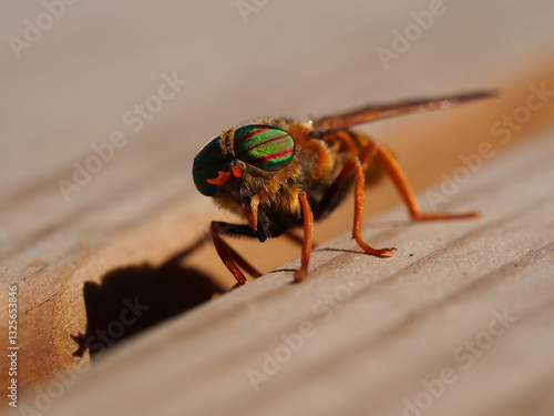 фотографія Gadfly
