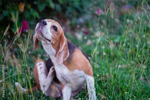 Beagle Dog Scratching Itself While Sitting in a Lush Garden