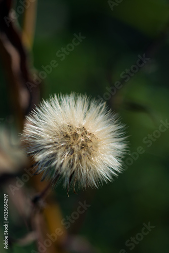 A dried Dandelion in the middle of the field, close-up