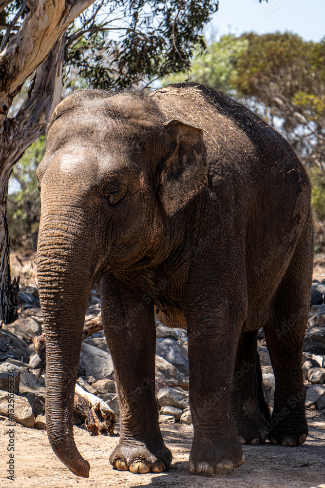 Fototapeta premium Elefante en un safari en Australia 