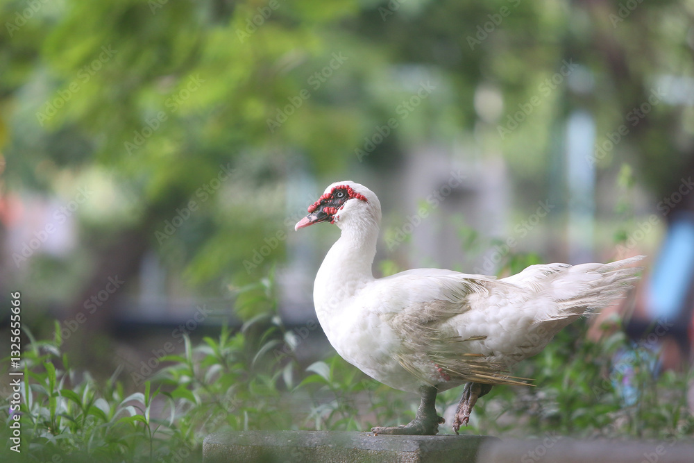 Muscovy Duck in Garden: a elegant muscovy duck with striking red facial features, standing on a low wall, surrounded by lush greenery. Muscovy Duck in Garden: a elegant muscovy duck with striking red facial features, standing on a low wall, surrounded by lush greenery.