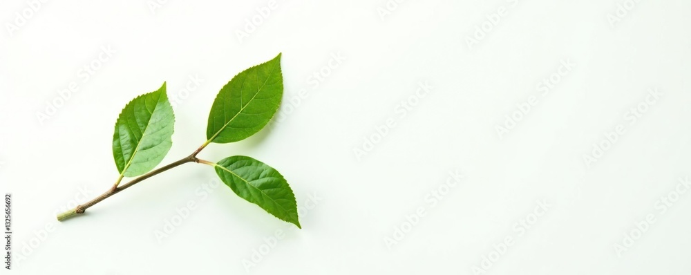 Fototapeta premium Single branch with leaves on white background, white, foliage, plant