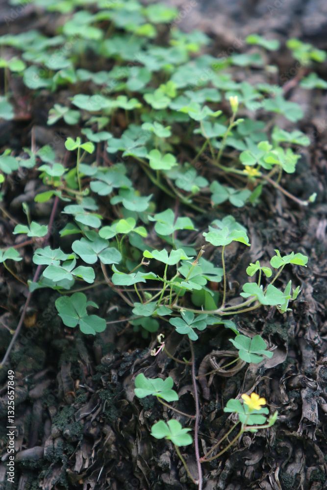 Clover's Carpet: a detailed capture of vibrant clover leaves creating a textured carpet in a garden, offering a calming and natural aesthetic. Clover's Carpet: a detailed capture of vibrant clover leaves creating a textured carpet in a garden, offering a calming and natural aesthetic.