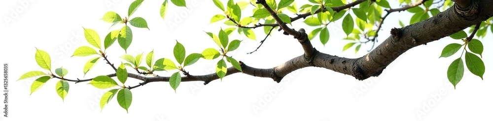 Fototapeta premium Twisted tree branch isolated on white background, nature, foliage, wood