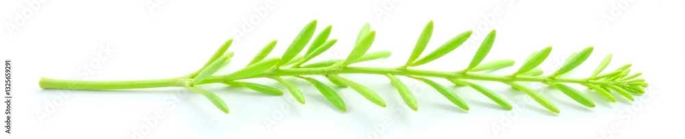 Fototapeta premium Delicate green stem isolated on white background, botanical, green, nature