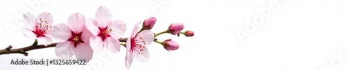 Faded cherry blossom branch on a plain white background, green stems, branches, white background